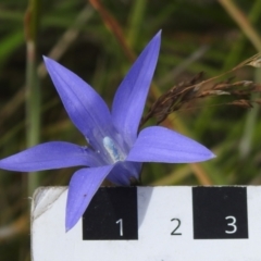 Wahlenbergia ceracea at Paddys River, ACT - 25 Jan 2022