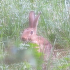 Oryctolagus cuniculus (European Rabbit) at Flynn, ACT - 16 Jan 2022 by Christine