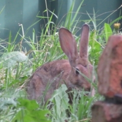 Oryctolagus cuniculus at Flynn, ACT - 16 Jan 2022