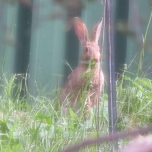 Oryctolagus cuniculus at Flynn, ACT - 16 Jan 2022 08:31 AM