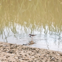 Charadrius melanops (Black-fronted Dotterel) at Block 402 - 5 May 2015 by SebMueller