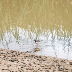 Charadrius melanops at Denman Prospect, ACT - 6 May 2015