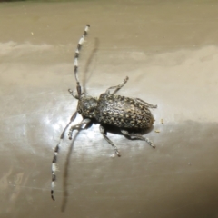 Ancita sp. (genus) (Longicorn or longhorn beetle) at Acton, ACT - 23 Jan 2022 by Christine