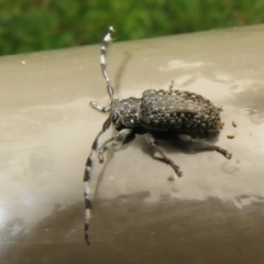 Ancita sp. (genus) at Acton, ACT - 24 Jan 2022