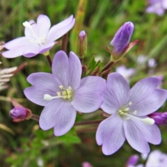 Epilobium billardiereanum (Willowherb) at Namadgi National Park - 25 Jan 2022 by JohnBundock