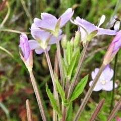 Epilobium billardiereanum at Paddys River, ACT - 25 Jan 2022 11:35 AM