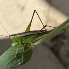 Conocephalus semivittatus (Meadow katydid) at Numeralla, NSW - 26 Jan 2022 by SteveBorkowskis