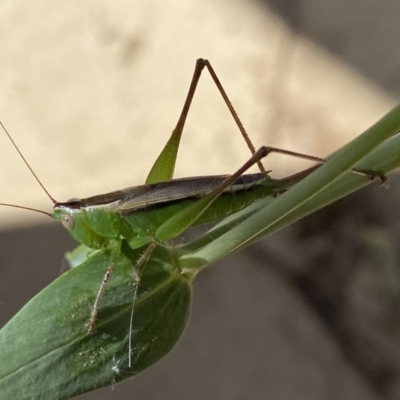 Conocephalus semivittatus (Meadow katydid) at Numeralla, NSW - 26 Jan 2022 by SteveBorkowskis
