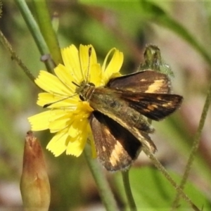 Taractrocera papyria at Cotter River, ACT - 25 Jan 2022 11:04 AM