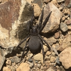 Nuliodon fishburni (Fishburn's Prowling Coastal Hunter) at Namadgi National Park - 9 Jan 2021 by GG