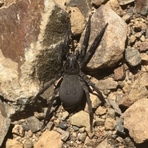 Nuliodon fishburni at Cotter River, ACT - 9 Jan 2021