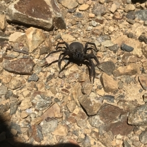 Nuliodon fishburni at Cotter River, ACT - 9 Jan 2021