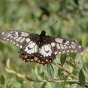 Papilio anactus at Acton, ACT - 24 Jan 2022 11:42 AM