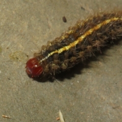 Ardices canescens (Dark-spotted Tiger Moth) at ANBG - 24 Jan 2022 by Christine