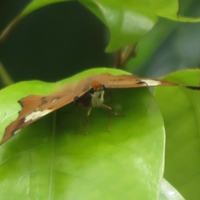 Netrocoryne repanda (Bronze Flat) at ANBG - 24 Jan 2022 by Christine