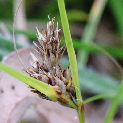 Carex inversa (Knob Sedge) at Lake Burley Griffin West - 24 Jan 2022 by ConBoekel