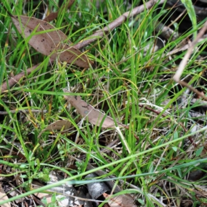 Carex inversa at Yarralumla, ACT - 25 Jan 2022