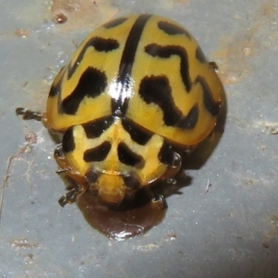 Cleobora mellyi (Southern Ladybird) at Gibraltar Pines - 25 Jan 2022 by Christine
