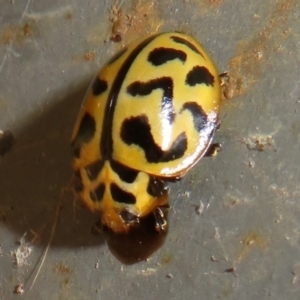 Cleobora mellyi at Paddys River, ACT - 25 Jan 2022 11:21 AM