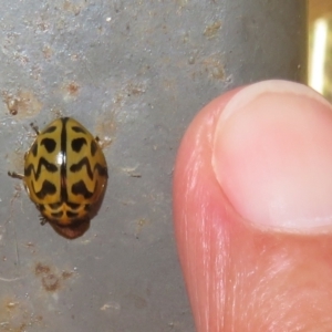 Cleobora mellyi at Paddys River, ACT - 25 Jan 2022 11:21 AM