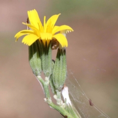 Chondrilla juncea (Skeleton Weed) at Yarralumla, ACT - 25 Jan 2022 by ConBoekel