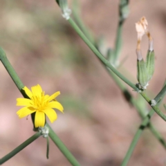 Chondrilla juncea at Yarralumla, ACT - 25 Jan 2022 10:21 AM