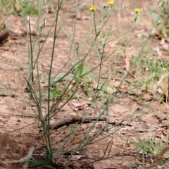 Chondrilla juncea at Yarralumla, ACT - 25 Jan 2022 10:21 AM