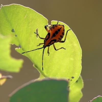 Amorbus sp. (genus) (Eucalyptus Tip bug) at WREN Reserves - 25 Jan 2022 by KylieWaldon