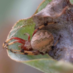 Cyclosa fuliginata (species-group) (An orb weaving spider) at Yarralumla, ACT - 24 Jan 2022 by ConBoekel