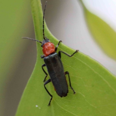 Chauliognathus tricolor (Tricolor soldier beetle) at Lake Burley Griffin West - 25 Jan 2022 by ConBoekel