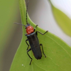 Chauliognathus tricolor (Tricolor soldier beetle) at Blue Gum Point to Attunga Bay - 24 Jan 2022 by ConBoekel