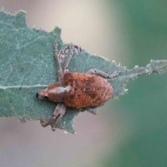 Gonipterus scutellatus (Eucalyptus snout beetle, gum tree weevil) at Blue Gum Point to Attunga Bay - 24 Jan 2022 by ConBoekel