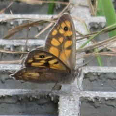 Geitoneura klugii (Marbled Xenica) at Paddys River, ACT - 25 Jan 2022 by Christine