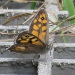 Geitoneura klugii (Klug's Xenica / Marbled Xenica) at Paddys River, ACT - 25 Jan 2022 by Christine