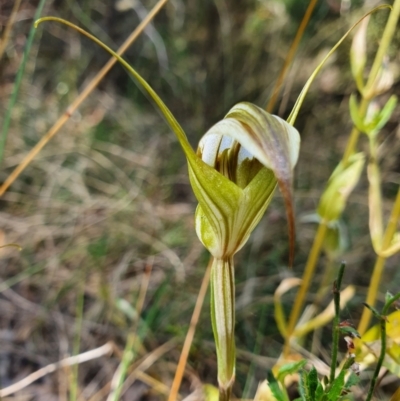 Diplodium ampliatum (Large Autumn Greenhood) at Mount Ainslie - 26 Jan 2022 by Helberth