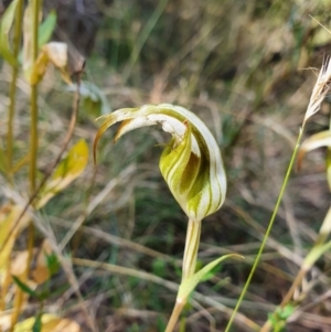 Diplodium ampliatum at Campbell, ACT - 26 Jan 2022