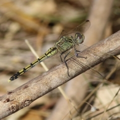 Orthetrum caledonicum (Blue Skimmer) at Wodonga, VIC - 25 Jan 2022 by KylieWaldon