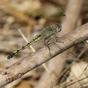 Orthetrum caledonicum at Wodonga, VIC - 26 Jan 2022 08:25 AM