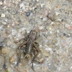 Bobilla sp. (genus) (A Small field cricket) at Gibraltar Pines - 25 Jan 2022 by Christine