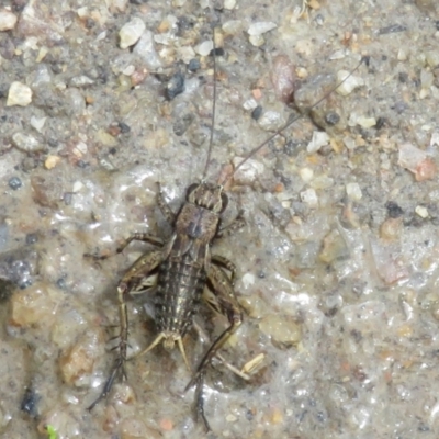 Bobilla sp. (genus) (A Small field cricket) at Gibraltar Pines - 25 Jan 2022 by Christine