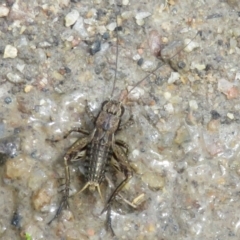 Bobilla sp. (genus) (A Small field cricket) at Paddys River, ACT - 25 Jan 2022 by Christine