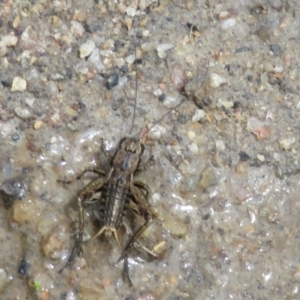 Bobilla sp. (genus) at Paddys River, ACT - 25 Jan 2022