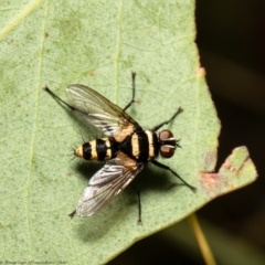 Trigonospila sp. (genus) (A Bristle Fly) at Cook, ACT - 26 Jan 2022 by Roger