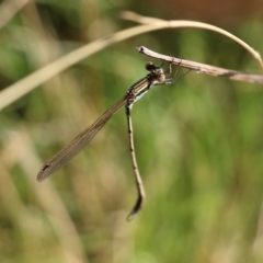 Austrolestes analis (Slender Ringtail) at Wodonga, VIC - 25 Jan 2022 by KylieWaldon