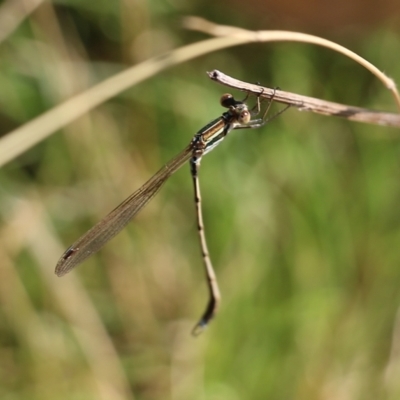 Austrolestes analis (Slender Ringtail) at Wodonga - 25 Jan 2022 by KylieWaldon