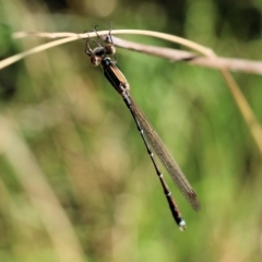 Austrolestes analis at Wodonga, VIC - 26 Jan 2022 08:16 AM