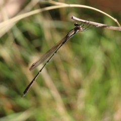 Austrolestes analis at Wodonga, VIC - 26 Jan 2022 08:16 AM