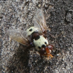 Metaphryno bella (Bristle fly) at Gibraltar Pines - 25 Jan 2022 by Christine