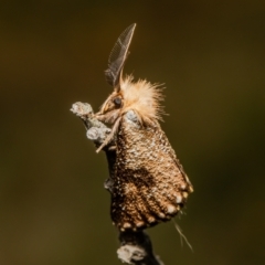 Epicoma contristis (Yellow-spotted Epicoma Moth) at Cook, ACT - 25 Jan 2022 by Roger