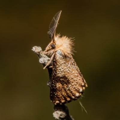 Epicoma contristis (Yellow-spotted Epicoma Moth) at Cook, ACT - 25 Jan 2022 by Roger
